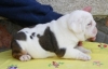 Gorgeous-English-Bulldog-puppies-for-adoption
