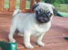 Gorgeous-Pug-puppies-For-Adoption