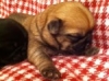 Gorgeous-Pocket-Pug-zu-Puppies