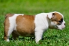 Active-English-bulldog-puppies-for-a-lovely-home