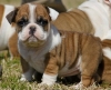 AKC-Male-and-Female-Boxer-puppies-for-adoption