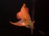 PREMIUM-ASIAN-RED-SUPER-RED-AND-MANY-OTHER-AROWANA-SPECIES-FOR-SALE-