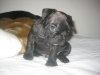 AKC-French-Bulldog-Puppies-for-sale