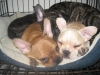 AKC French Bulldog Puppies for sale