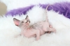 sphynx-kitten-for-adoption