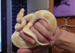 Awesome-Ready-Ball-Pythons-Ready-For-sale-Now-