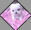 Pure-Maltese-Puppies-for-Sale