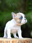French-Bulldog-Puppies-READY