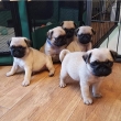 5-beautiful-pugs-for-rehoming