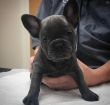 Adorable-healthy-french-bulldog-puppies-for-rehoming