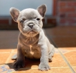 Portable-healthy-French-Bulldog-puppies