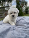 Super-Adorable-Maltese-Puppies