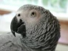 congo-african-grey-parrot