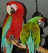 -amazing-and-good-looking-parrots-for-sale-by-breeders-